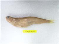 藏品(大頭花桿狗母)的圖片